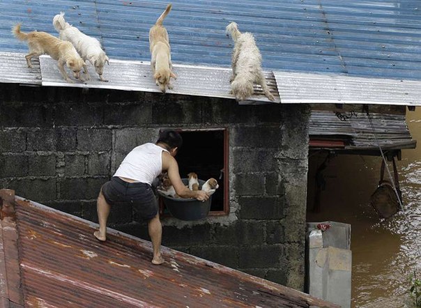 Мужчина спасает щенков из заброшенного дома во время наводнения в Манил