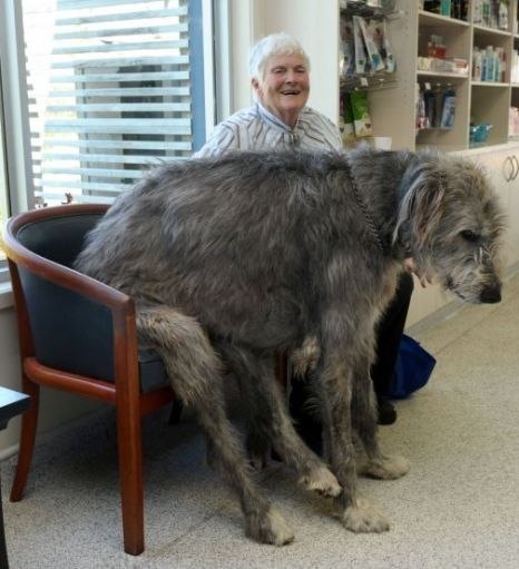 Одна из самых больших собак в мире - ирландский волкодав.