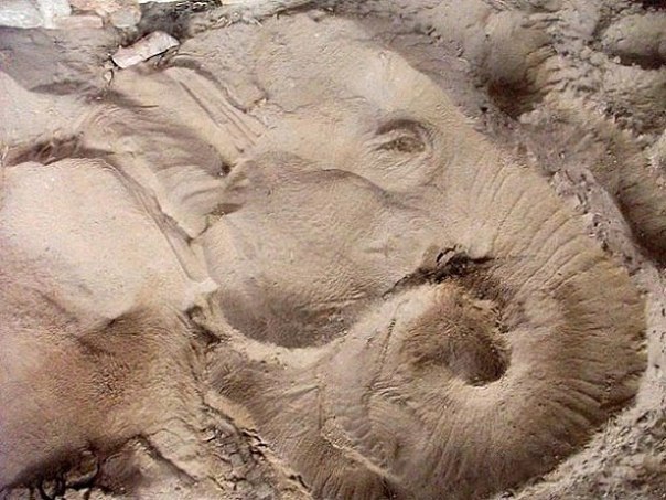 Отпечаток слона на песке после сна