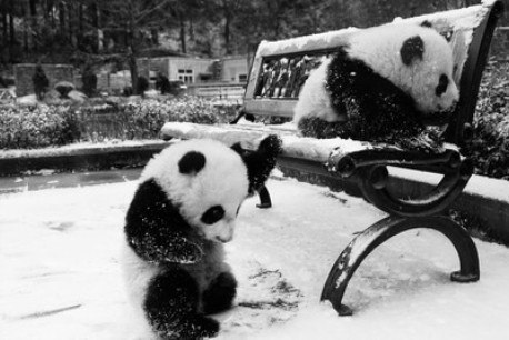 Панды в снегу