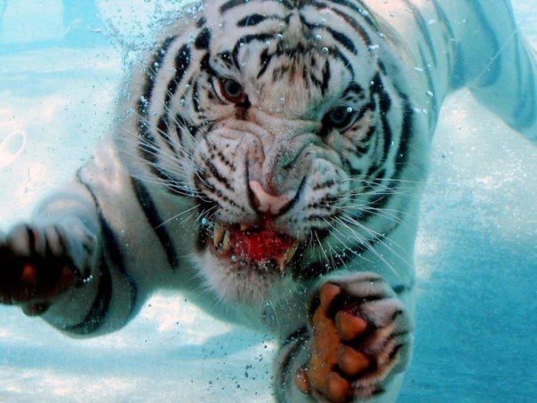 Плавающий тигр, Калифорния