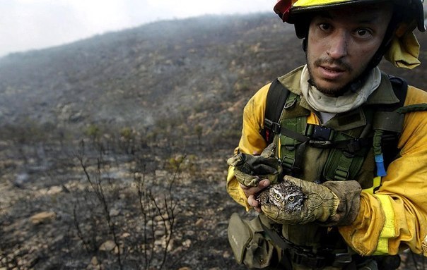 Пожарный несет совенка, спасенного из лесного пожара в Вал