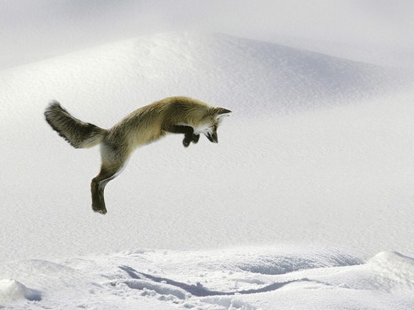 Полярный писец " ныряет " под снег в поисках еды.
