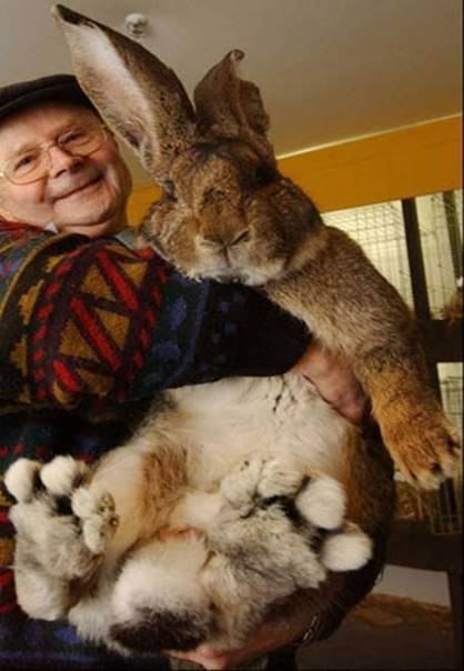 Ральф - самый крупный кролик в мире, его вес превышает 25 кил