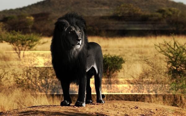 Редкий вид черного льва в природе - Adobe Photoshop