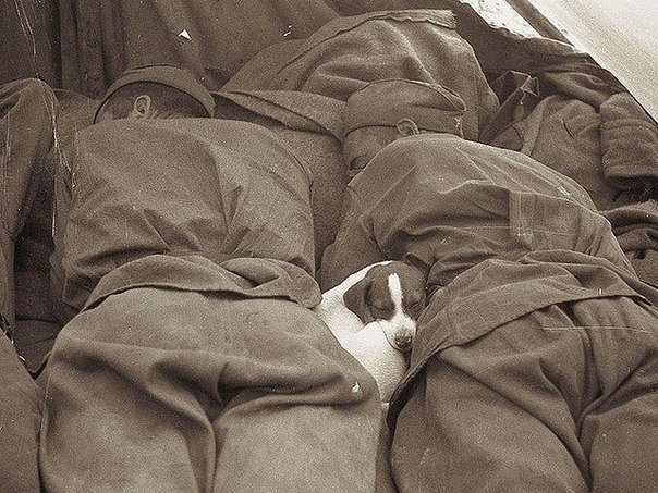 Русские солдаты спят с щенком. Прага, 1945 год