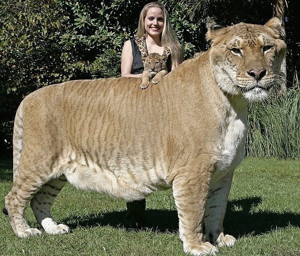 Самая крупная большая кошка на Земле - Лигр. Это гибрид, пот