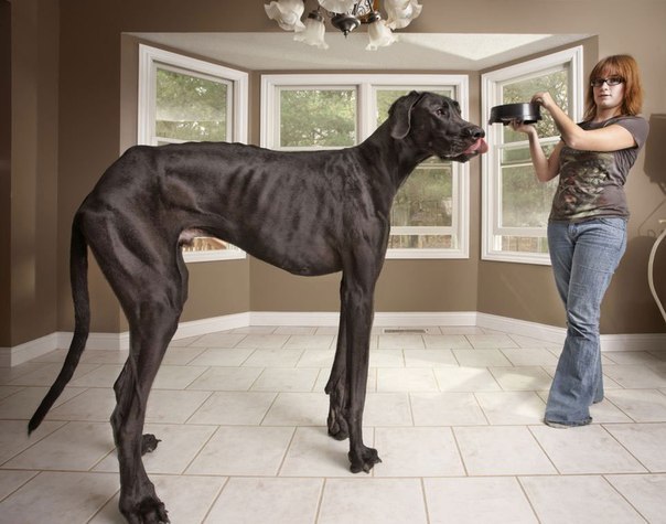 Самая высокая собакаВысота гиганта составляет 1.12 м