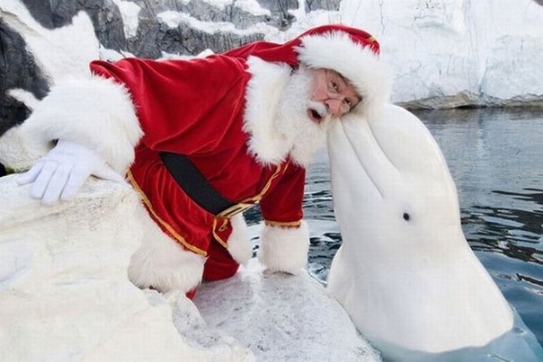 Санта Клаус и белуха.