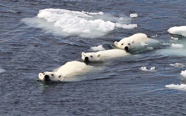 Семья белых медведей дружным строем плывет в водах Шпицбе