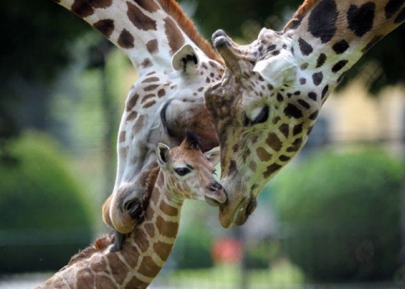 Семья жирафиков.
