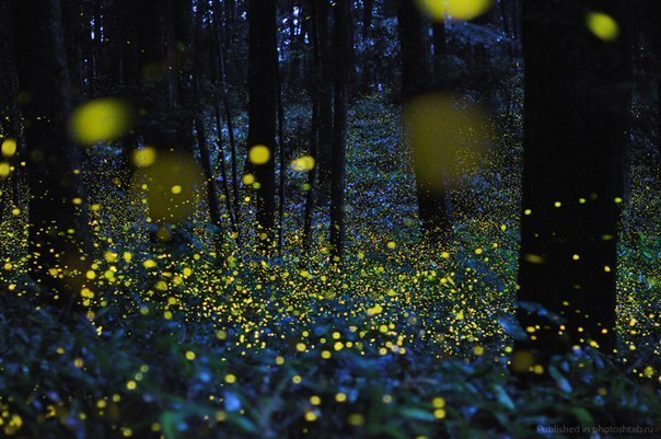 Светлячки в вечернем лесу - потрясающее зрелище.