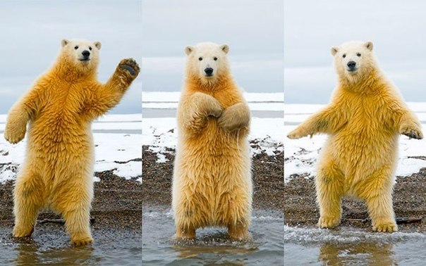 Танцующий медведьЭтот забавный танцующий полярный медвед