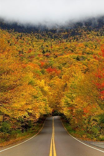 Туннель осенних деревьев, Вермонт, США