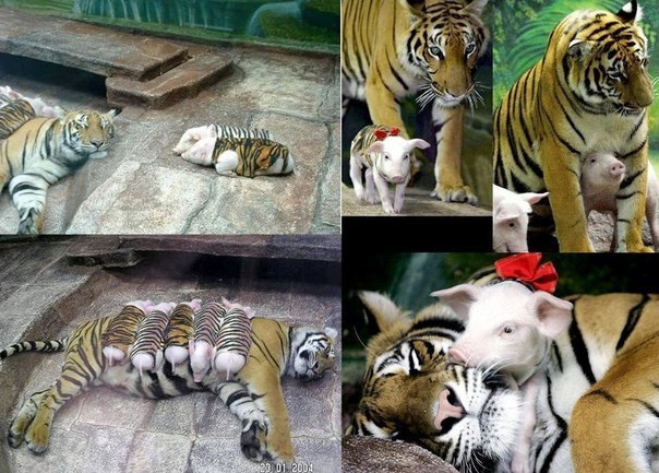 В Калифорнийском зоопарке тигрица родила тройню. Из-за осл