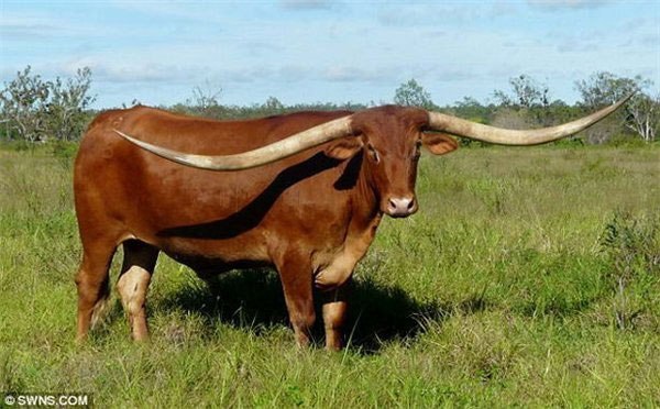 У техасского быка самые длинные рога в мире.