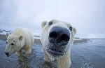 Белые медведи вблизи от фотографа Стивена Казловски