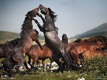 «Борьба за лидерство».