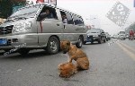 Два щенка в г. Бангкок Тайланд перебегали дорогу. Одного ще