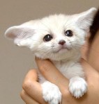 Фенек (Fennec fox) или пустынный лис.