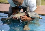 Фото спасенного детеныша дельфина
