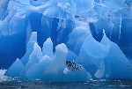 Frans Lanting, автор фото: «Эту стаю пингвинов на айсберге я фото