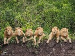 Львы на отдыхе, Танзания.