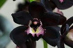 Очень редкий вид - черная орхидея или Cymbidium Kiwi Midnight