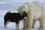 Перед вами удивительные кадры, сделанные фотографом Nat-Geo Н