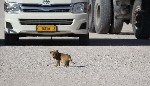 Переходящий дорогу львенок в национальном парке Etosha National Park в Намибии (Африка).