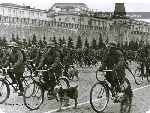 Почему на Параде Победы 24 июня 1945 года одну собаку несли на