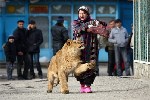 Полуторагодовалый лев Вадик выпрашивает мясо у сотрудниц