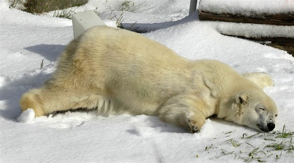 30-летняя белая медведица по имени Пайк лежит в снегу, котор