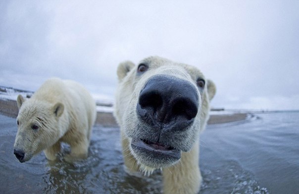 Белые медведи вблизи от фотографа Стивена Казловски