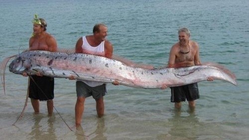 Это "король селедки" рыба (Оарфиш) - они могут вырасти до 17 м