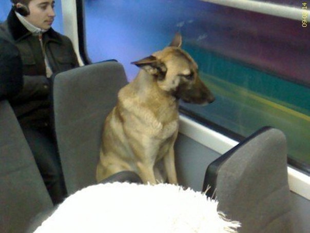Эту собаку знают все пассажиры трамвайных маршрутов в Ека