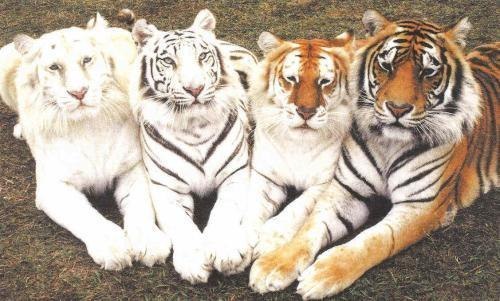 Коллекция тигров.