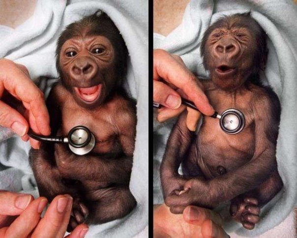 Малыш гориллы в зоопарке Мельбурна и его реакция на стетос
