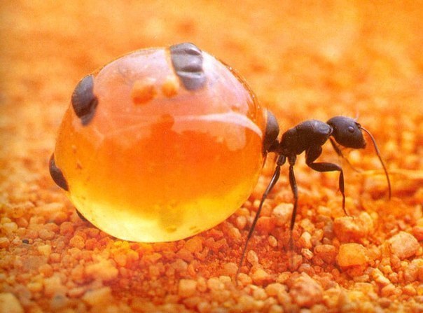 Муравей на фото - это живая кладовая. Таких муравьев, назыв