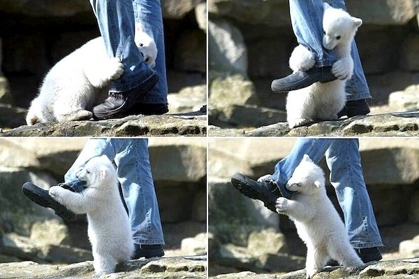 Нападение полярного медведя в зоопарке города Черчилл, Ка