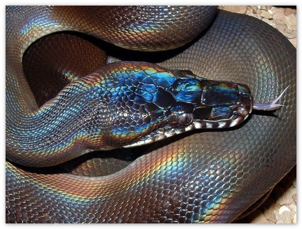Очаровательная голографическая змея.