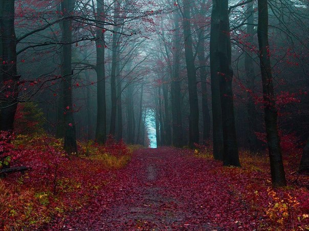 Осенний лес в пригороде Хамельна, Германия