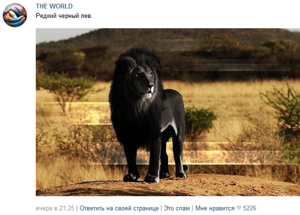 "Редкий чёрный лев" является работой пользователей фотошо