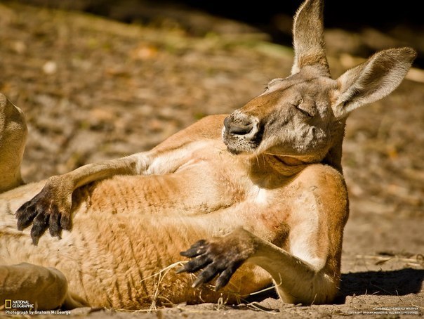 Самец красного кенгуру отдыхает в зоопарке Джексонвилля