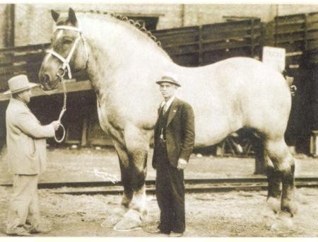 Самый крупный конь, занесенный в книгу рекордов Гинесса