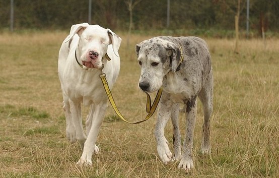 Собака ведет своего слепого друга за поводок.
