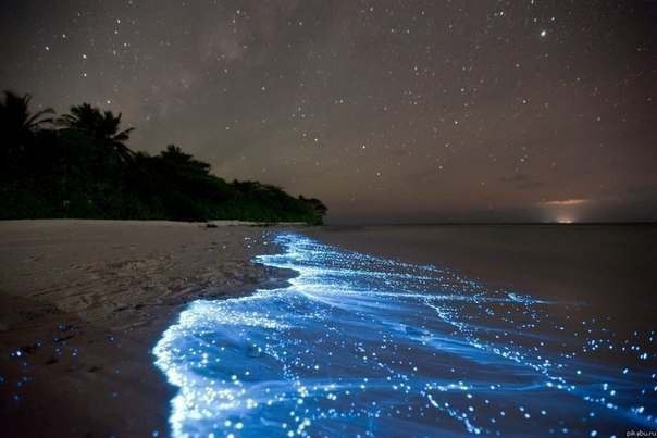Светящийся планктон на пляже острова Ваадху.