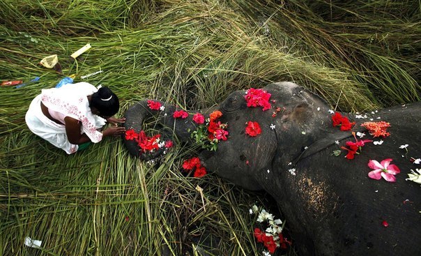 Трогательно. Похороны слона. Индия.