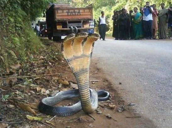 В Индии найдена трёхголовая змея