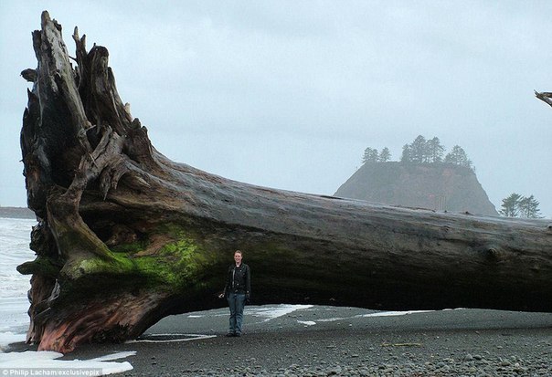 Вот такое деревце выбросило на берег в штате Вашингтон, СШ